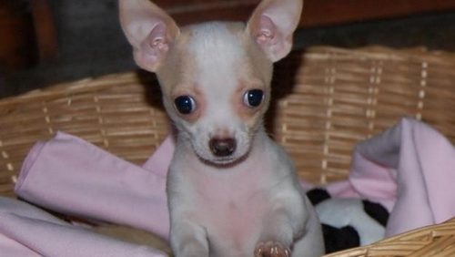 Chery cielo