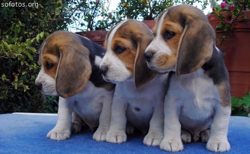 beagle puppies