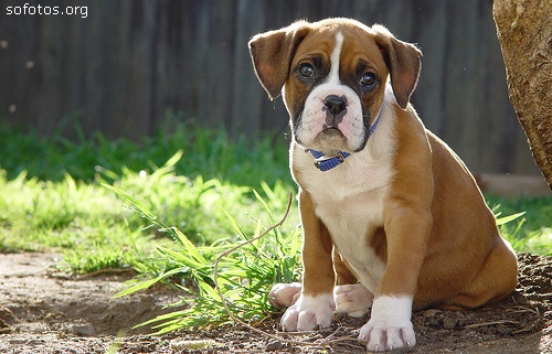 boxer filhote