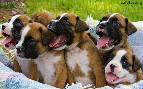 boxer puppies