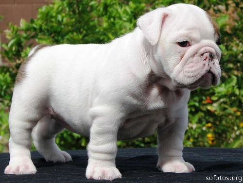 bulldog puppies