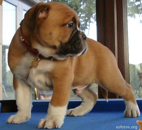 bulldog puppy dog