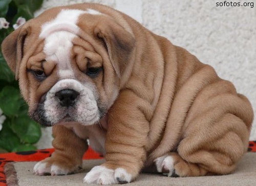 bulldog puppy