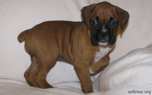 cachorro boxer filhote