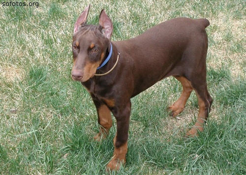 Cachorro Doberman