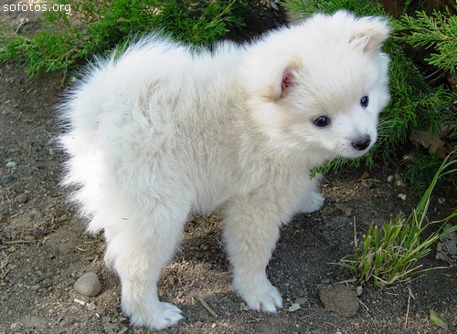 Cão Maltês