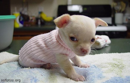Chihuahua filhote