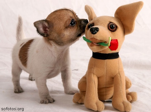Chihuahua puppy