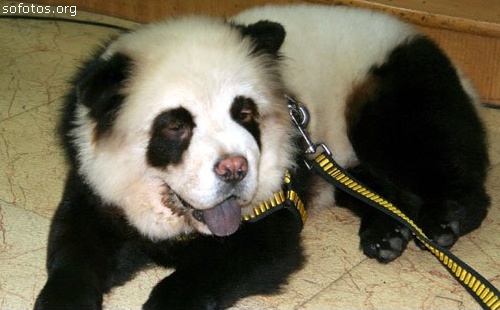 chow chow puppy panda