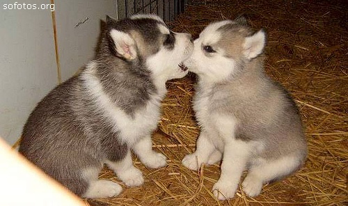 Dois filhotes de cachorros