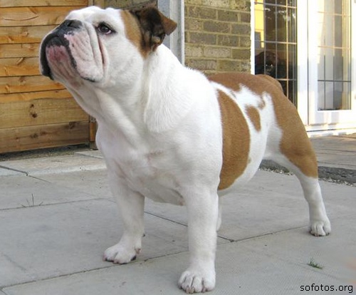Filhote de bulldog