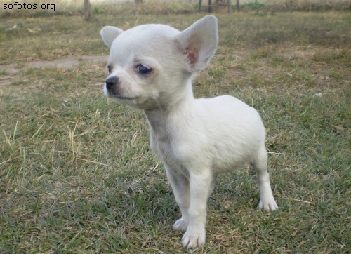 Filhote de cachorro feinho