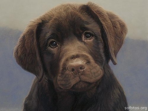 Filhote de cachorro labrador retriever