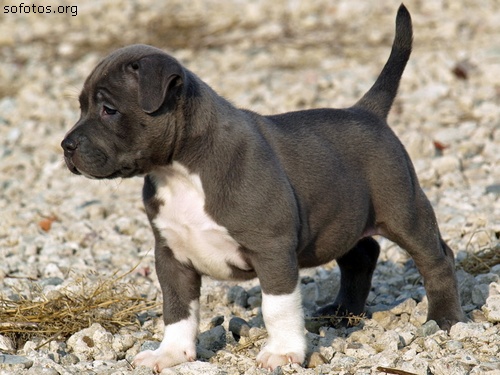 Filhote de cachorro labrador