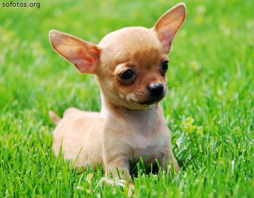 Filhote de Chihuahua