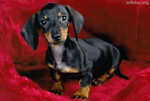 Filhote de Dachshund