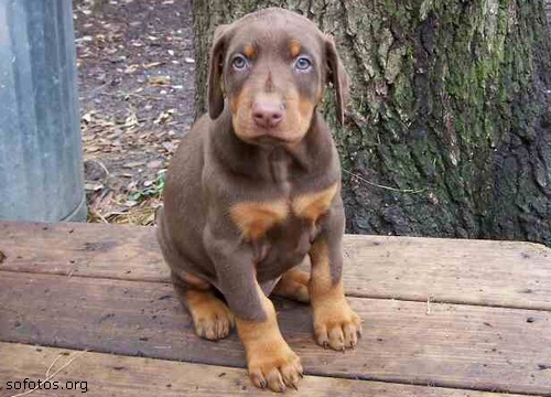 Filhote de Doberman