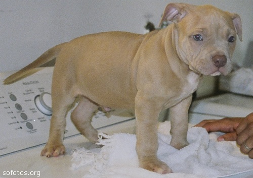 Filhote de pit bull 01