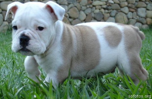 Filhote de Pit bull