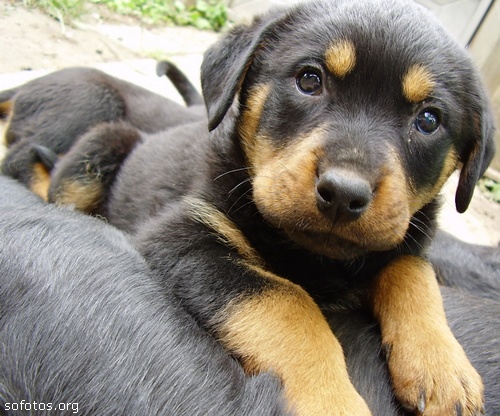 Filhote de rottweiler