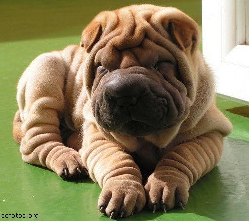 Filhote de Sharpei