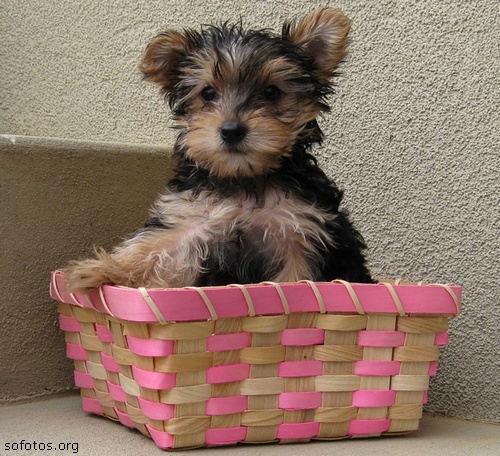 Filhote de Yorkshire Terrier