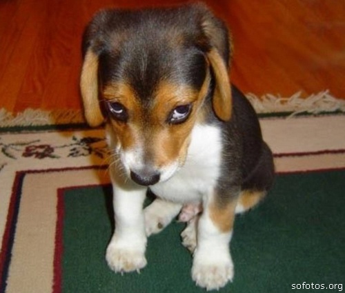 Filhotes de cachorro Beagle