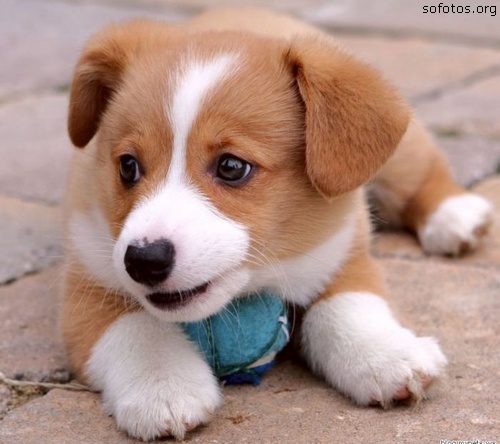 Filhotes de cachorro fofo