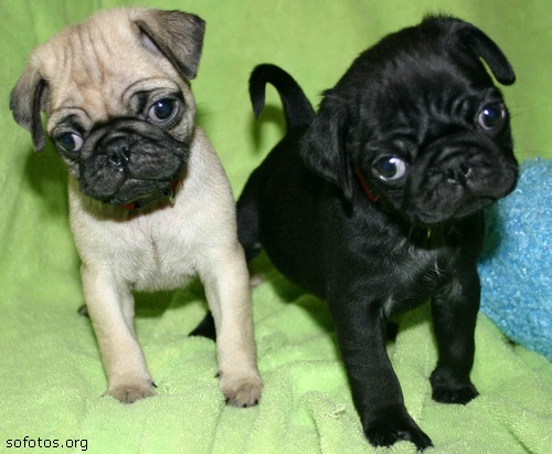 Filhotes de cachorro Pug