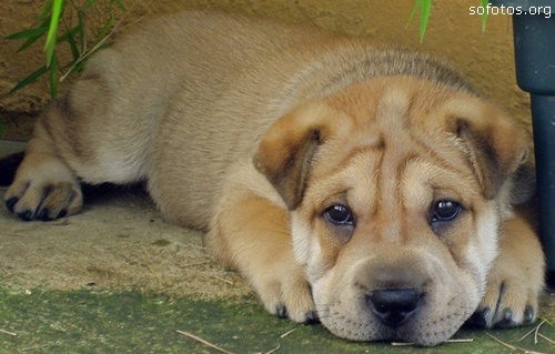 Filhotes de cachorros 01