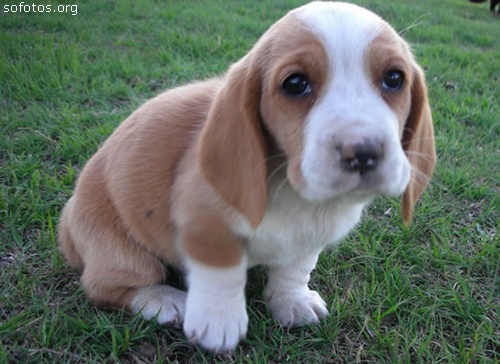 Filhotes de cachorros 03