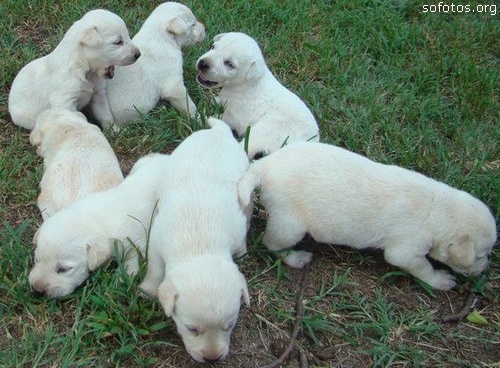 Filhotes de cachorros 07