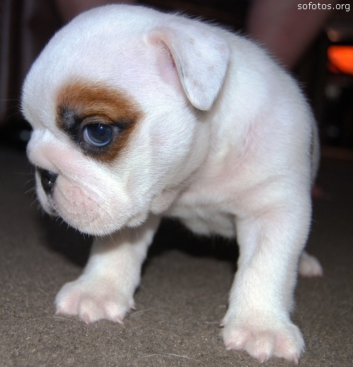 Filhotes de cachorros 08