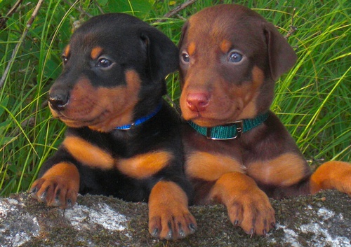 Filhotes de cachorros 10