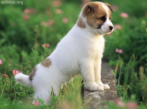 Filhotes de cachorros 11