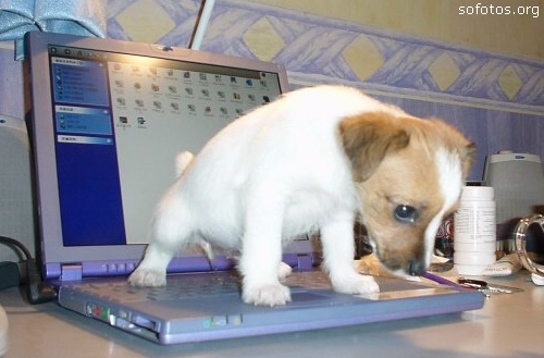 Filhotes de cachorros 12