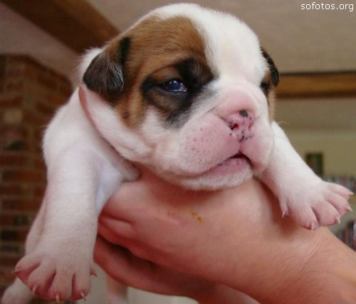Filhotes de cachorros 13