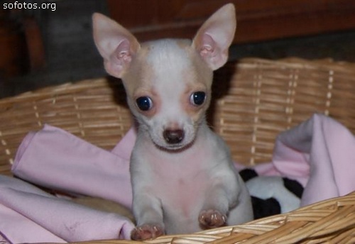 Filhotes de cachorros 14