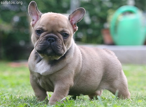 Filhotes de cachorros 16