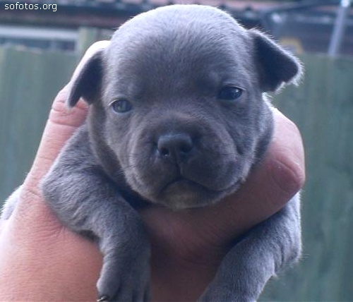 Filhotes de cachorros 17