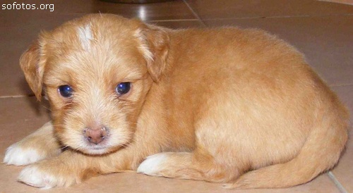 Filhotes de cachorros 18