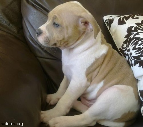 Filhotes de cachorros 20