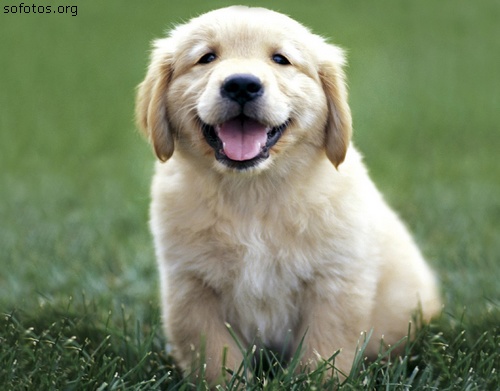 Filhotes de cachorros 23