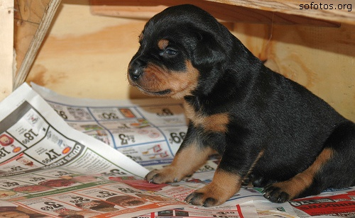 Filhotes de cachorros 26