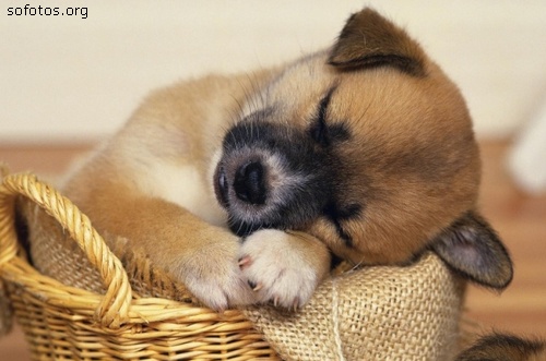 Filhotes de cachorros 27