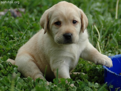 Filhotes de cachorros 29