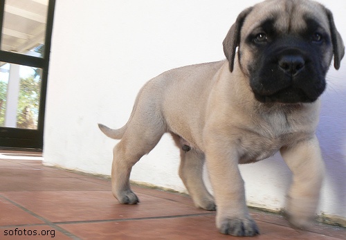 Filhotes de cachorros 30