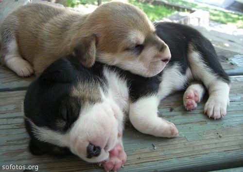 Filhotes de cachorros 31