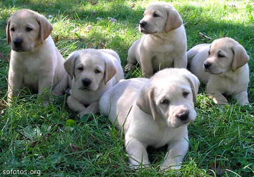 Filhotes de cachorros 33