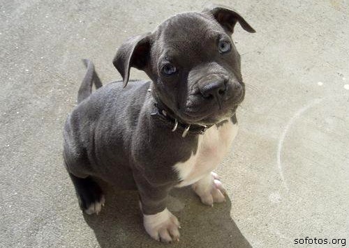 Filhotes de cachorros 34